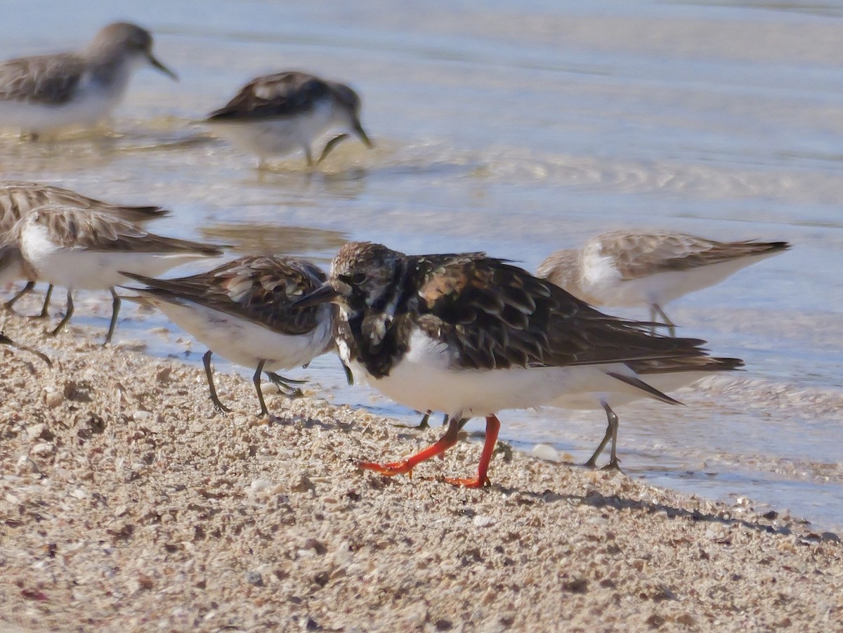 Ruddy Turnstone - ML642097652