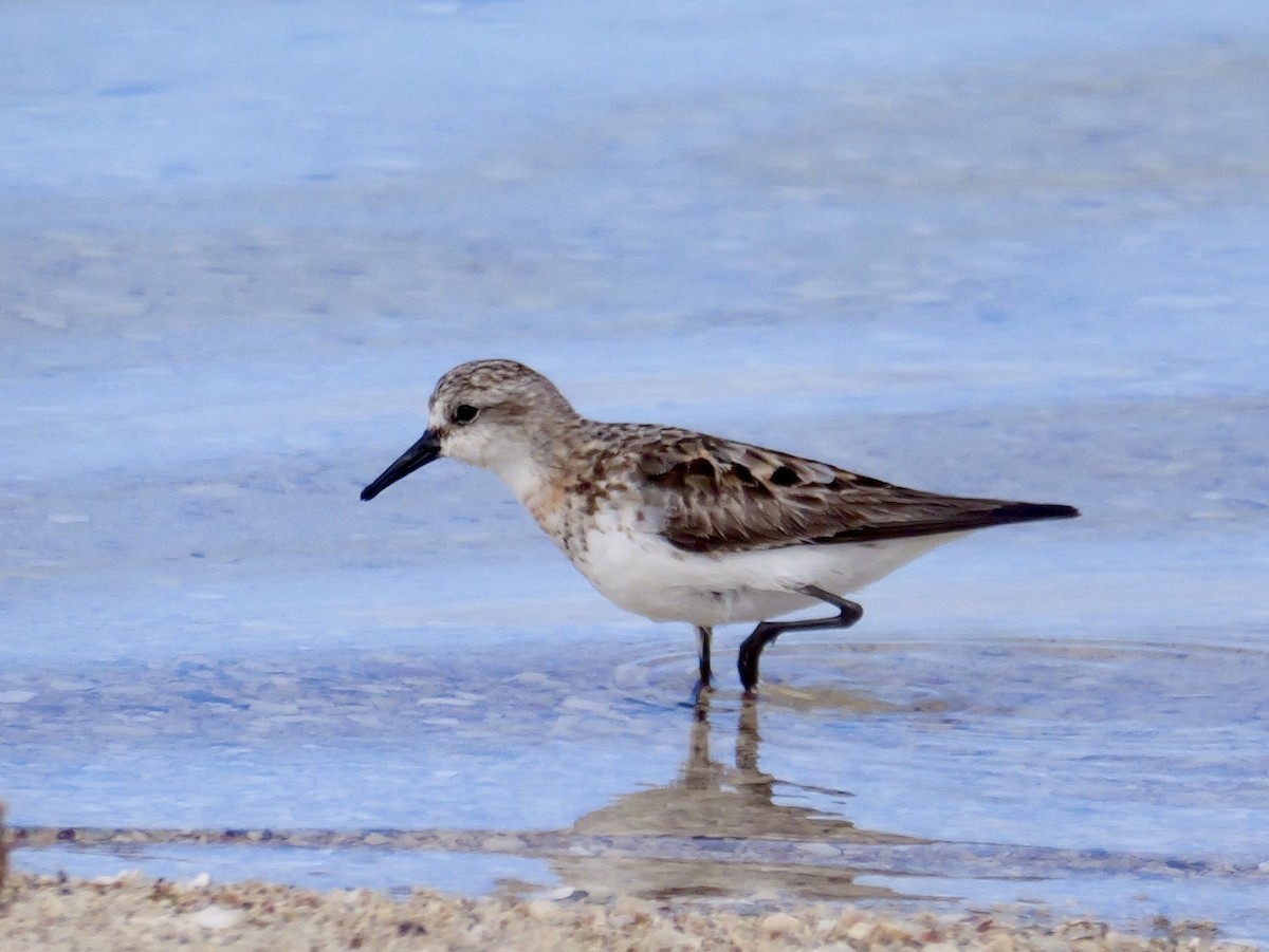 Red-necked Stint - ML642097653