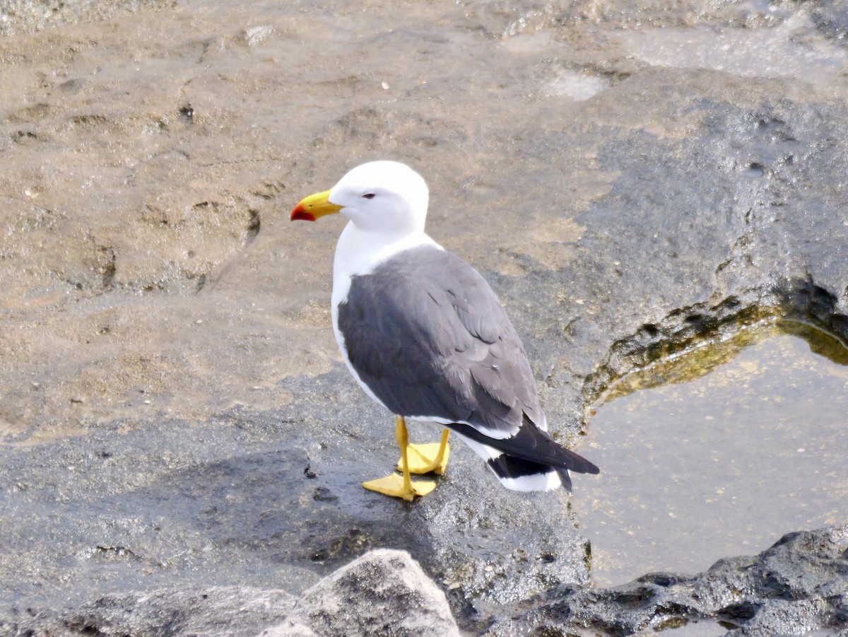 Pacific Gull - ML642097654