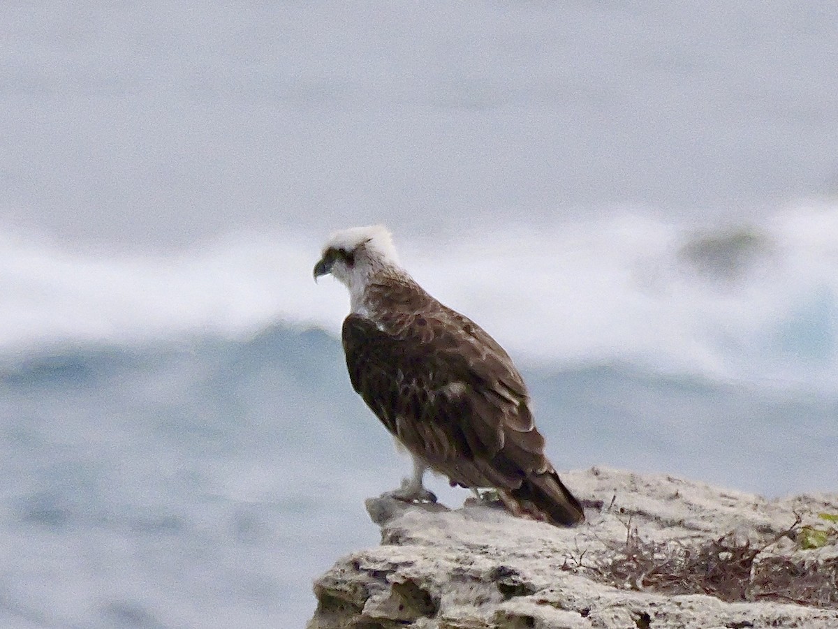 Osprey - ML642097657