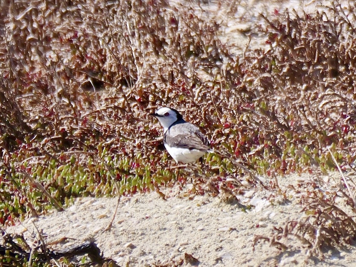 White-fronted Chat - ML642097663