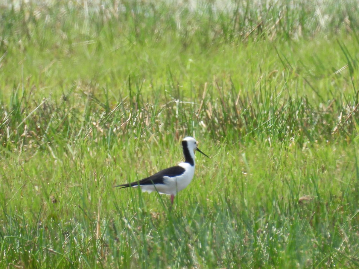 Pied Stilt - ML642097664