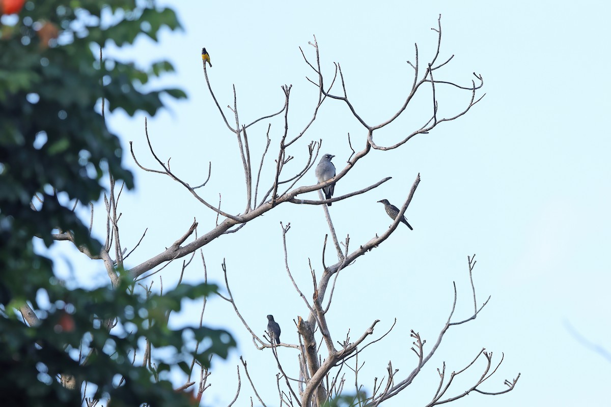 White-rumped Cuckooshrike - ML642097666