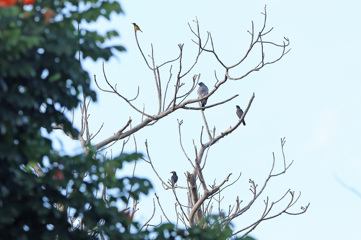 White-rumped Cuckooshrike - ML642097667