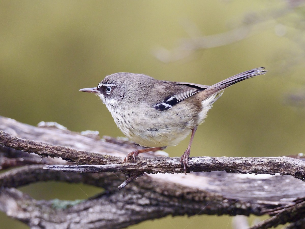 Spotted Scrubwren - ML642097669