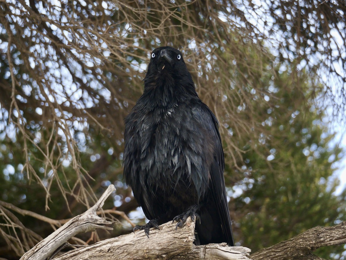 Australian Raven - ML642097672
