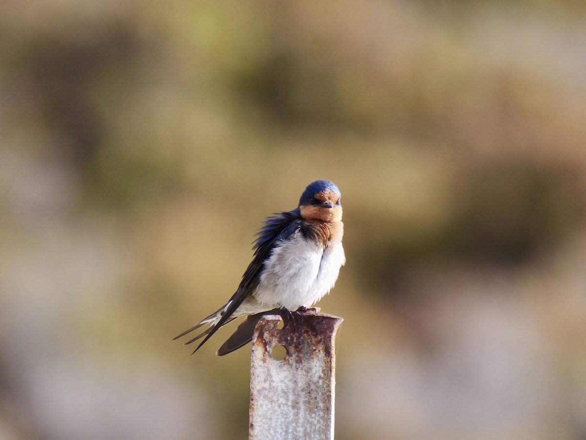 Welcome Swallow - ML642097674