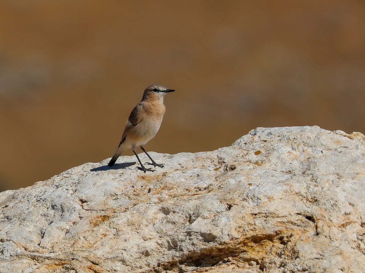 Isabelline Wheatear - ML642097675
