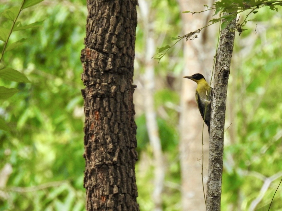 Black-headed Woodpecker - ML642097686