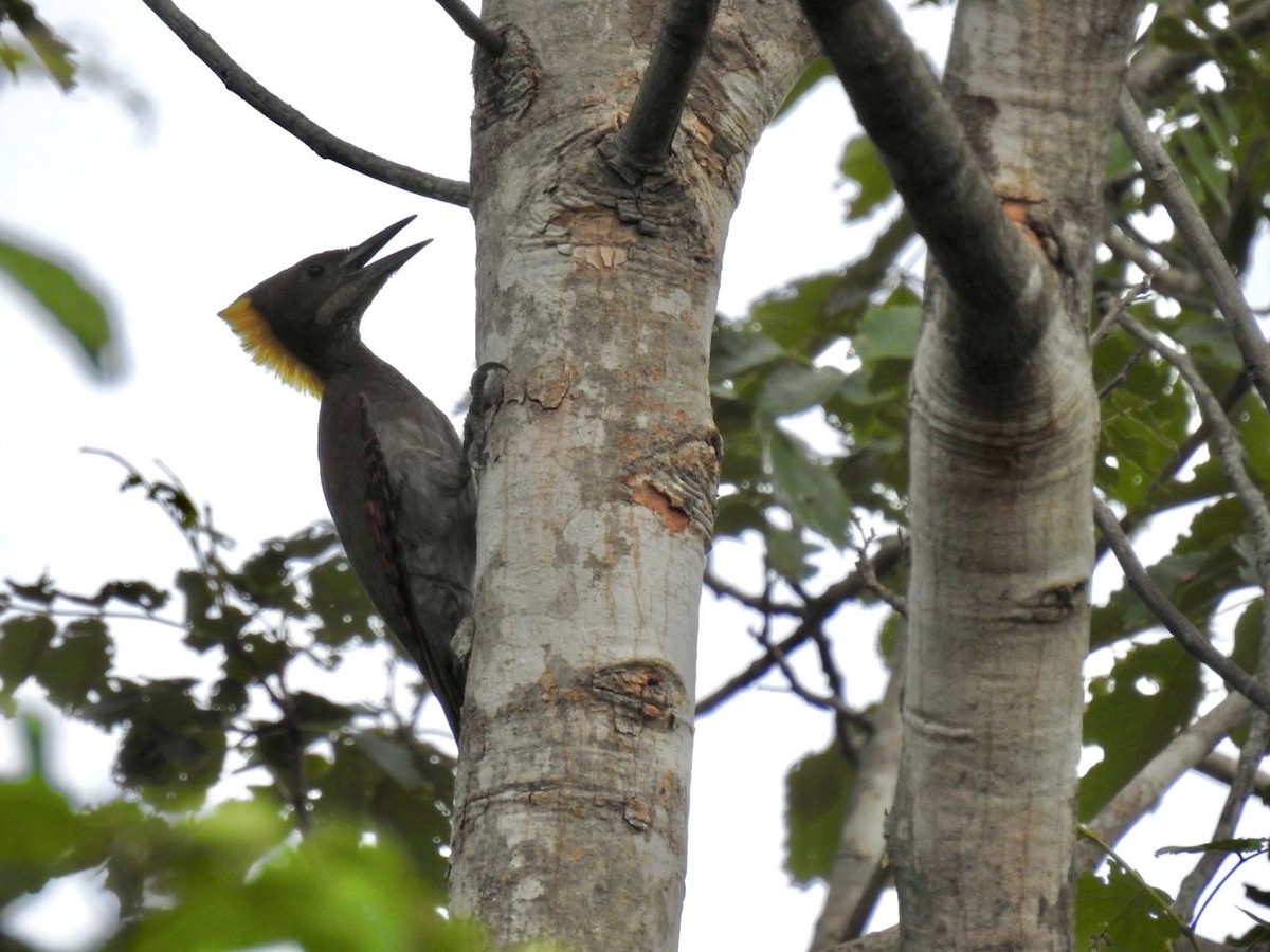 Greater Yellownape - ML642097689