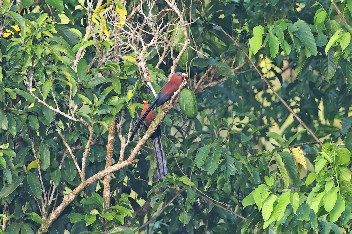 praktnebbmalkoha - ML642097736