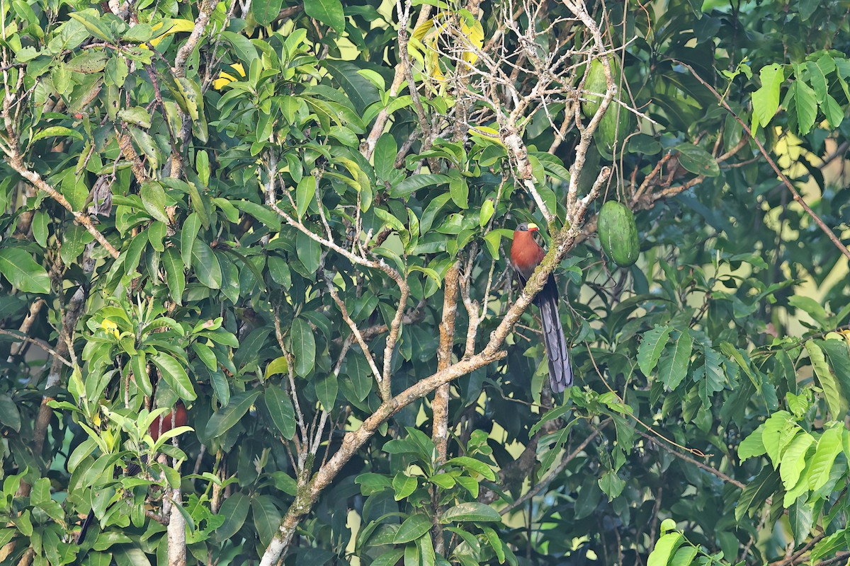 praktnebbmalkoha - ML642097737