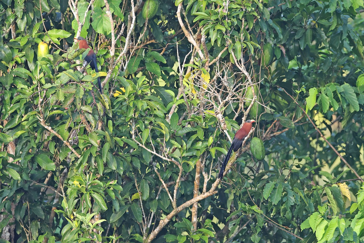 praktnebbmalkoha - ML642097738