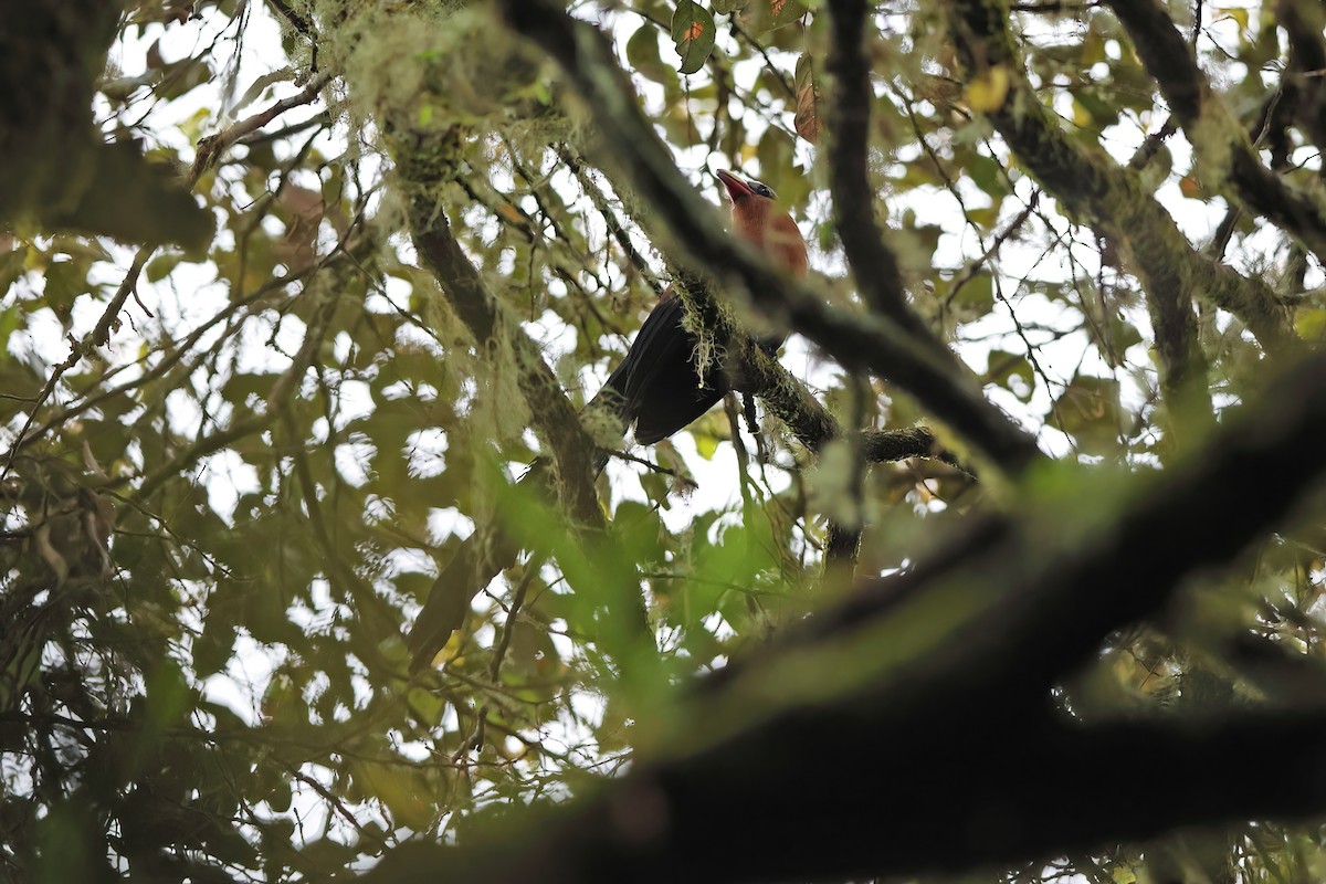 praktnebbmalkoha - ML642097742