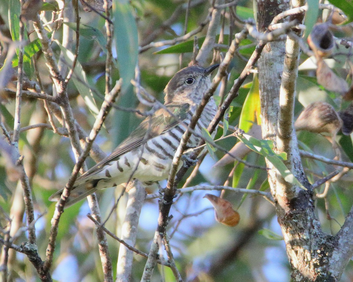 Shining Bronze-Cuckoo - ML642097747