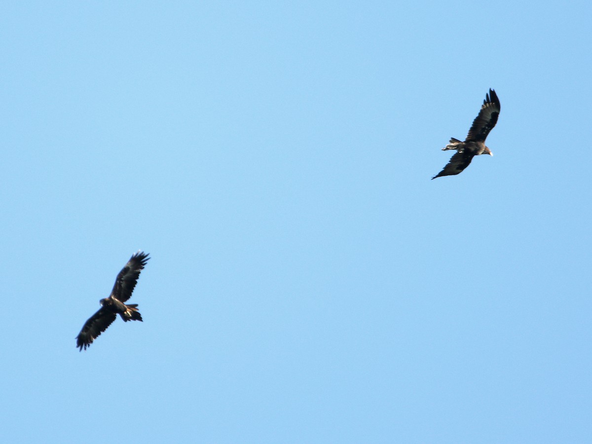 Wedge-tailed Eagle - ML642097760