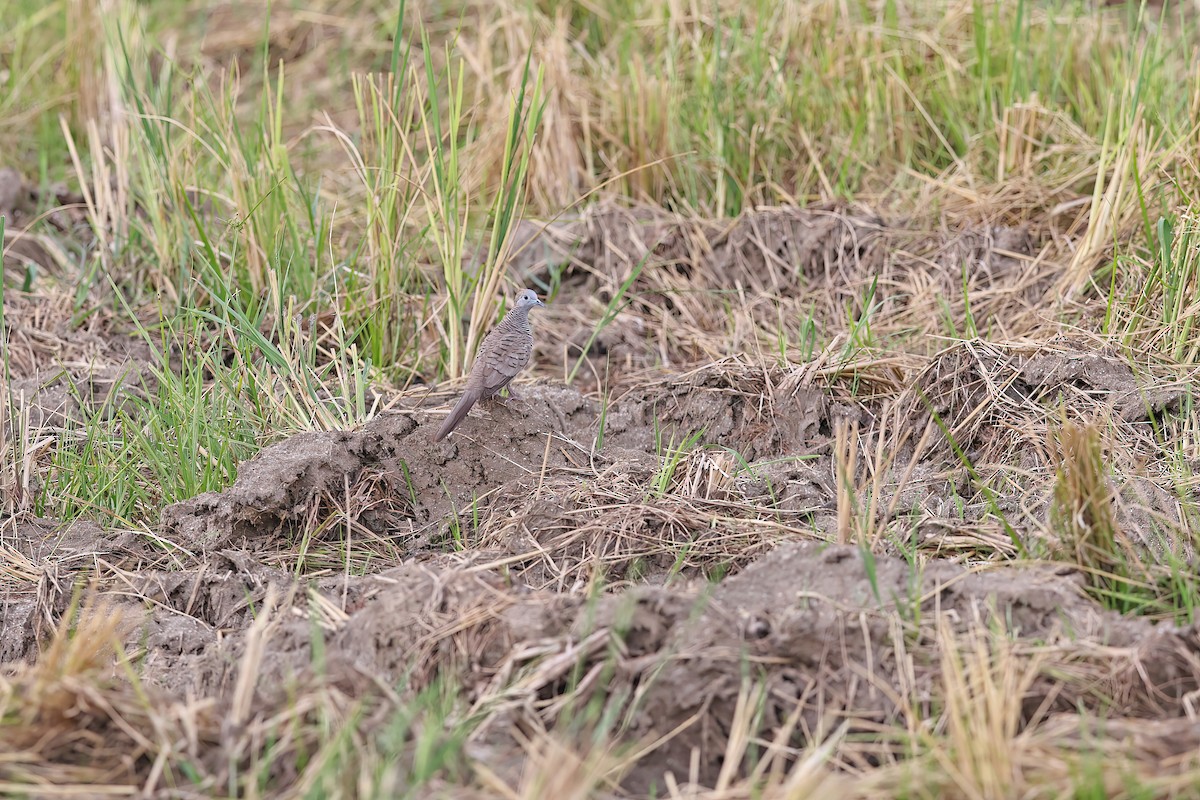 Zebra Dove - ML642097767