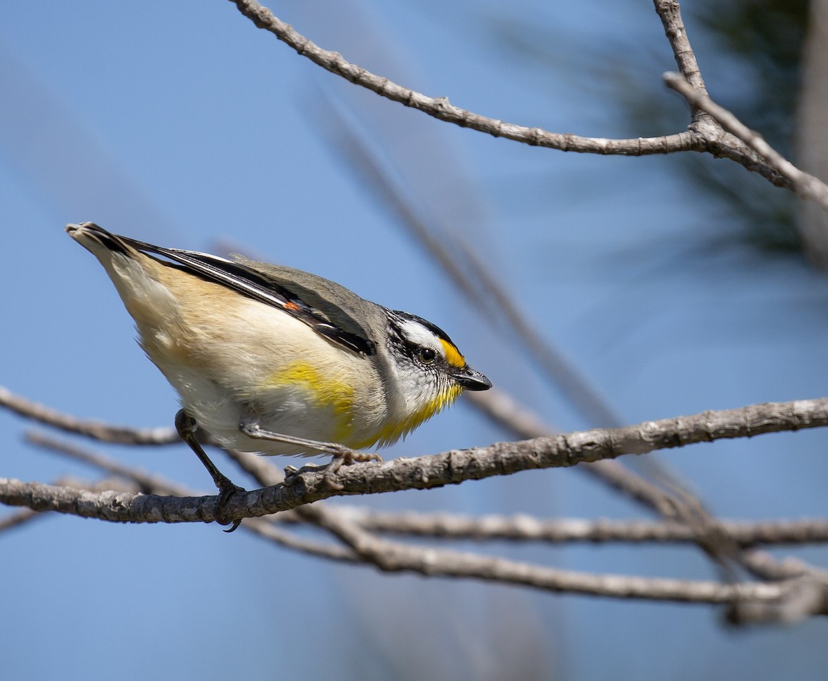 Striated Pardalote - ML642097771