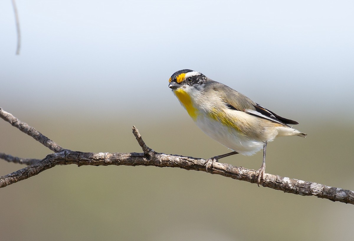 Striated Pardalote - ML642097772