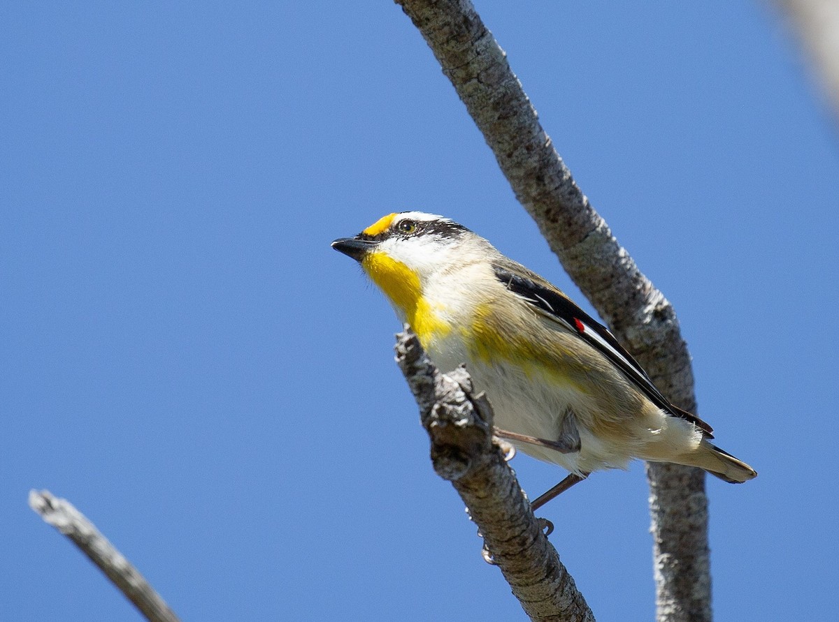 Striated Pardalote - ML642097774
