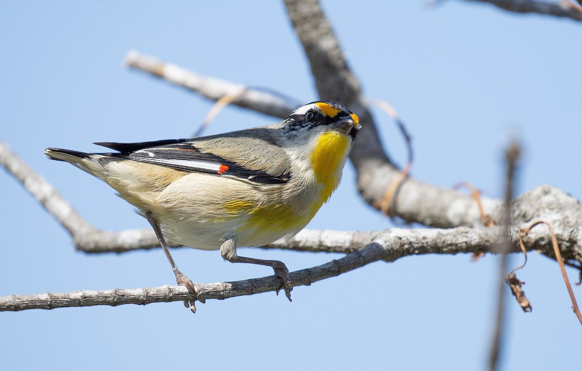 Striated Pardalote - ML642097775
