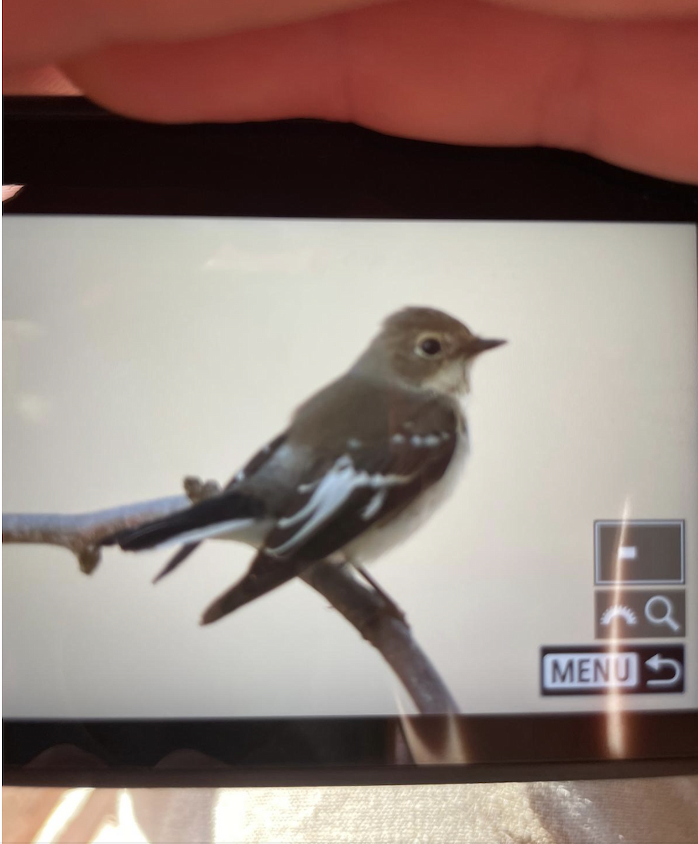 Collared Flycatcher - ML642097778