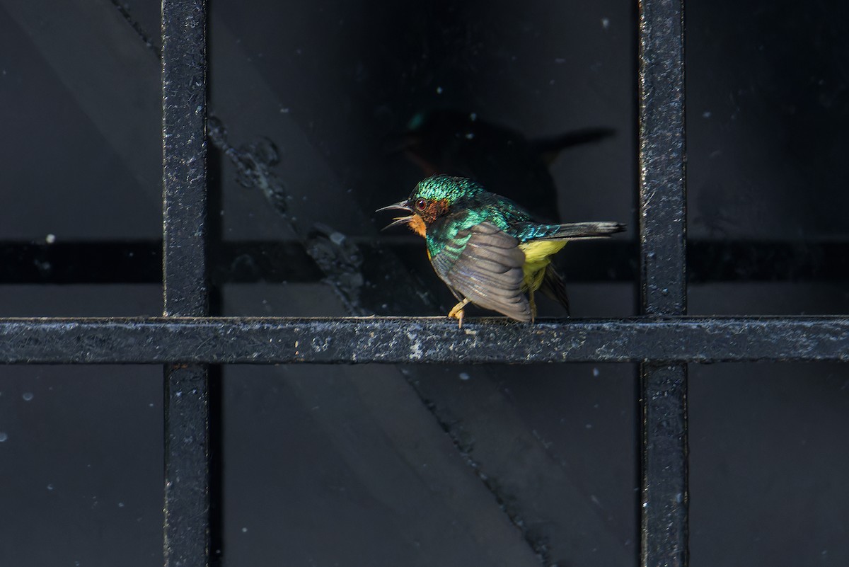 Ruby-cheeked Sunbird - ML642097785