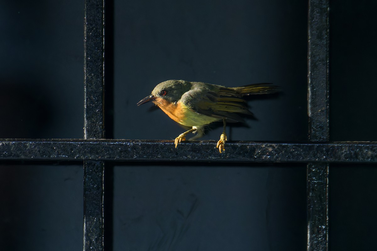 Ruby-cheeked Sunbird - ML642097786