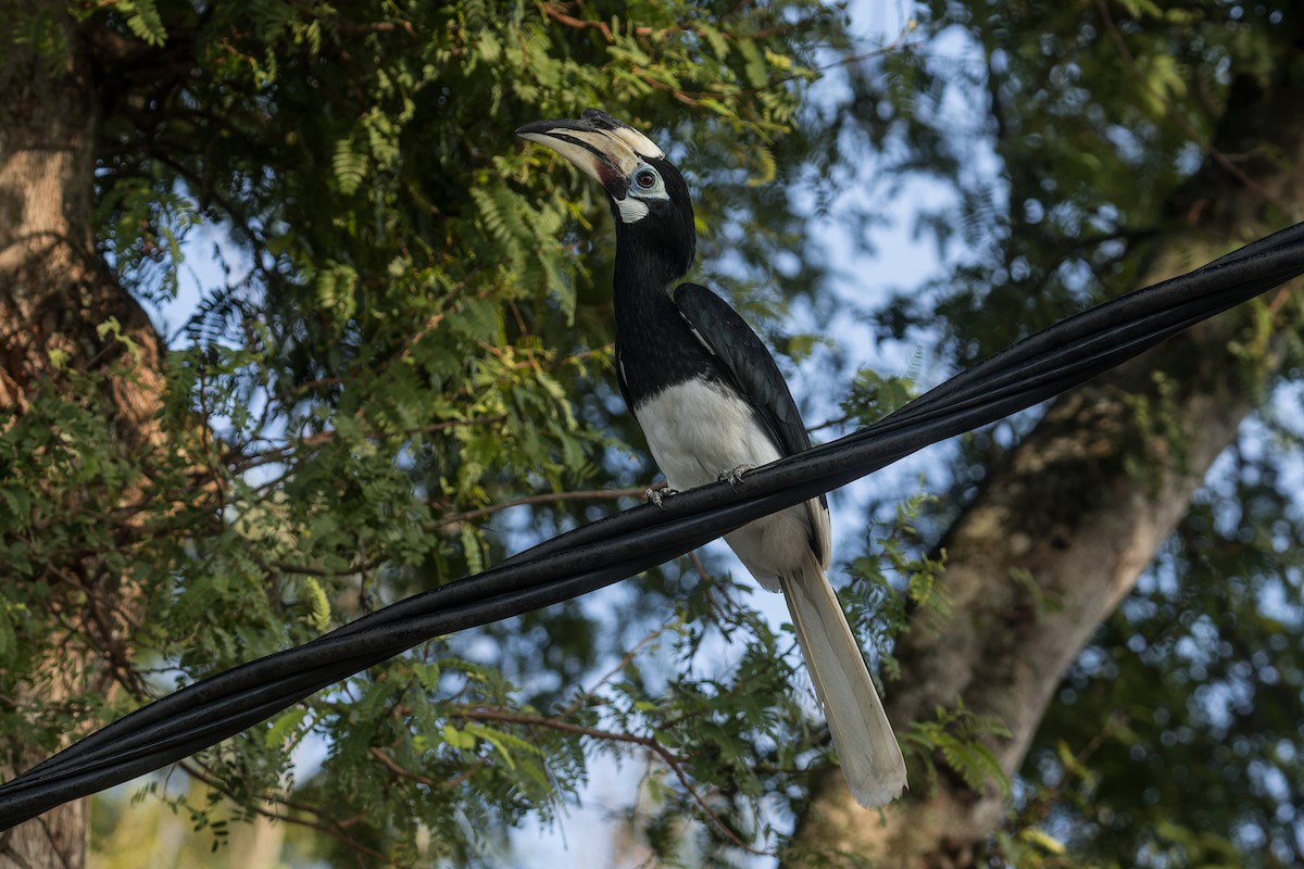 Oriental Pied-Hornbill - ML642097813