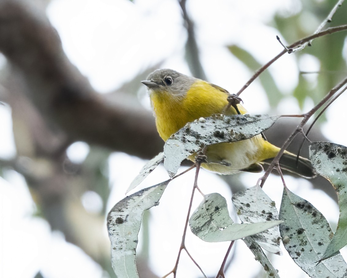 Nashville Warbler - ML642097818
