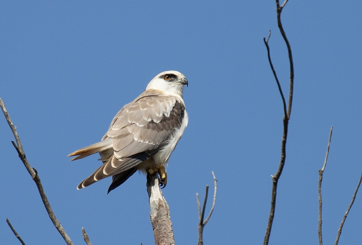 Black-shouldered Kite - ML642097843
