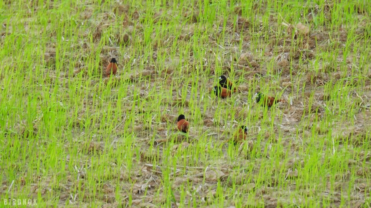 Chestnut Munia - ML642097849