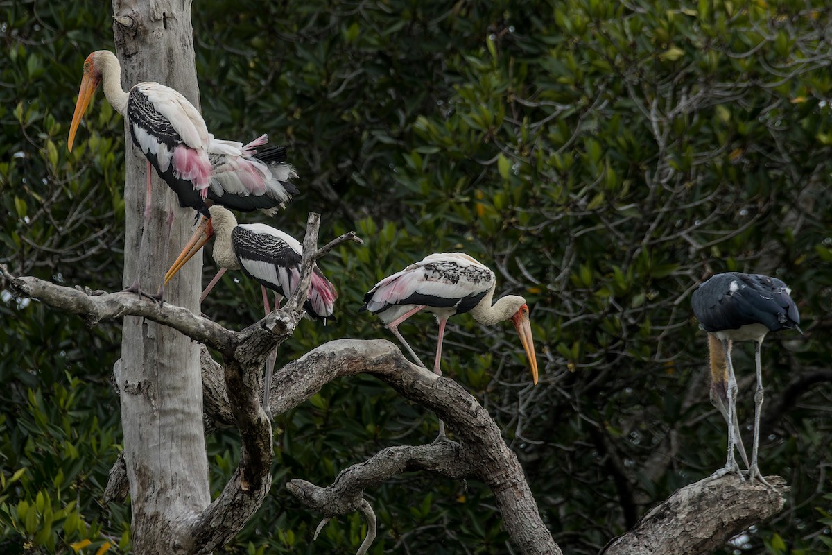 Painted Stork - ML642097861