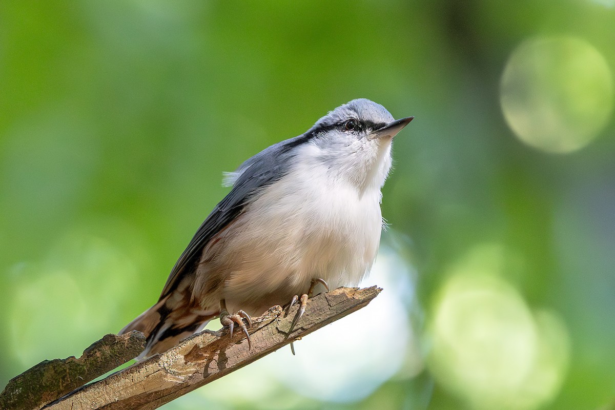 Garrapo eurasiarra - ML642097870