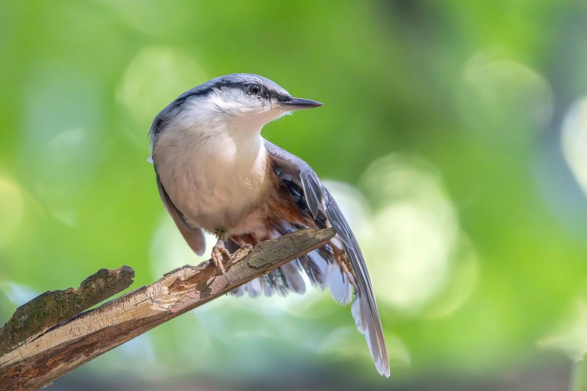 Garrapo eurasiarra - ML642097871