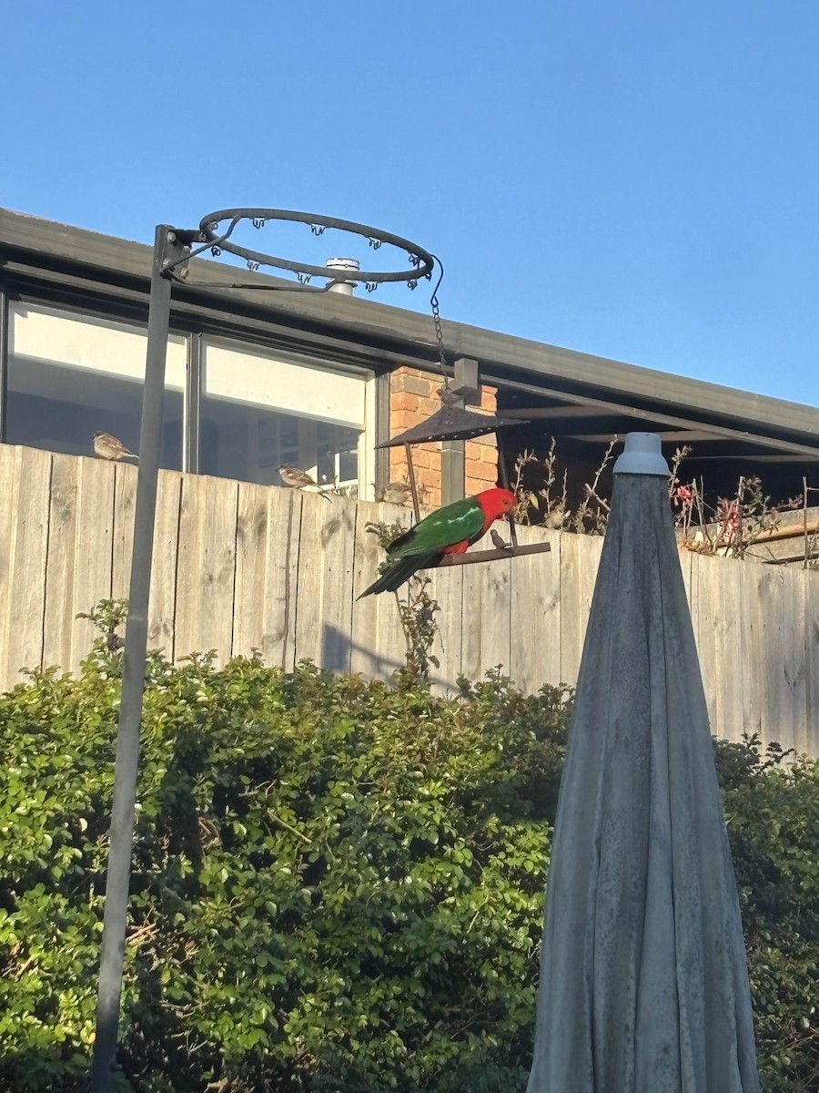 Australian King-Parrot - ML642097872