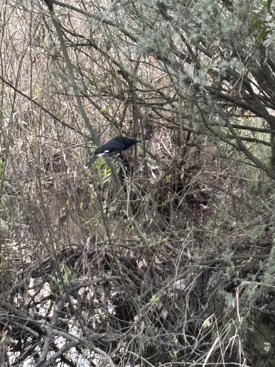 Pied Currawong - ML642097874