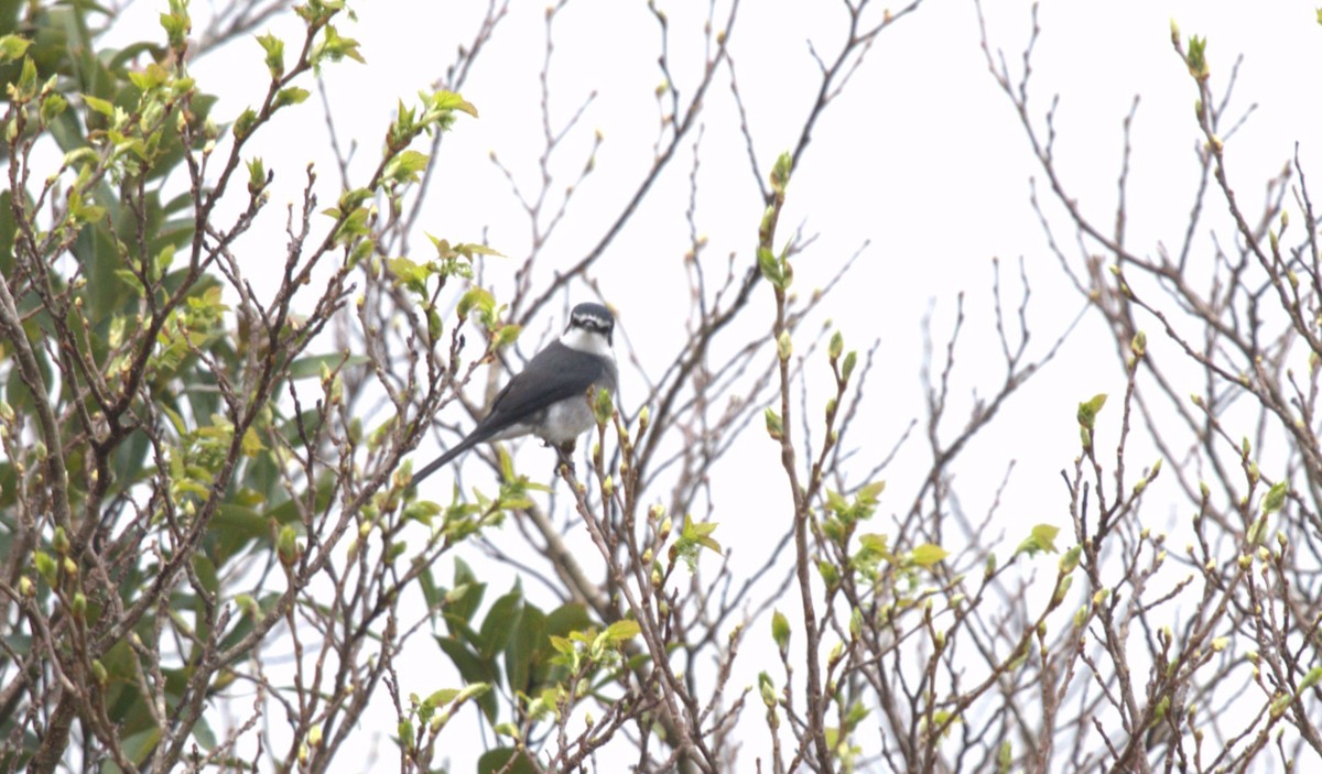 Ryukyu Minivet - ML642097887