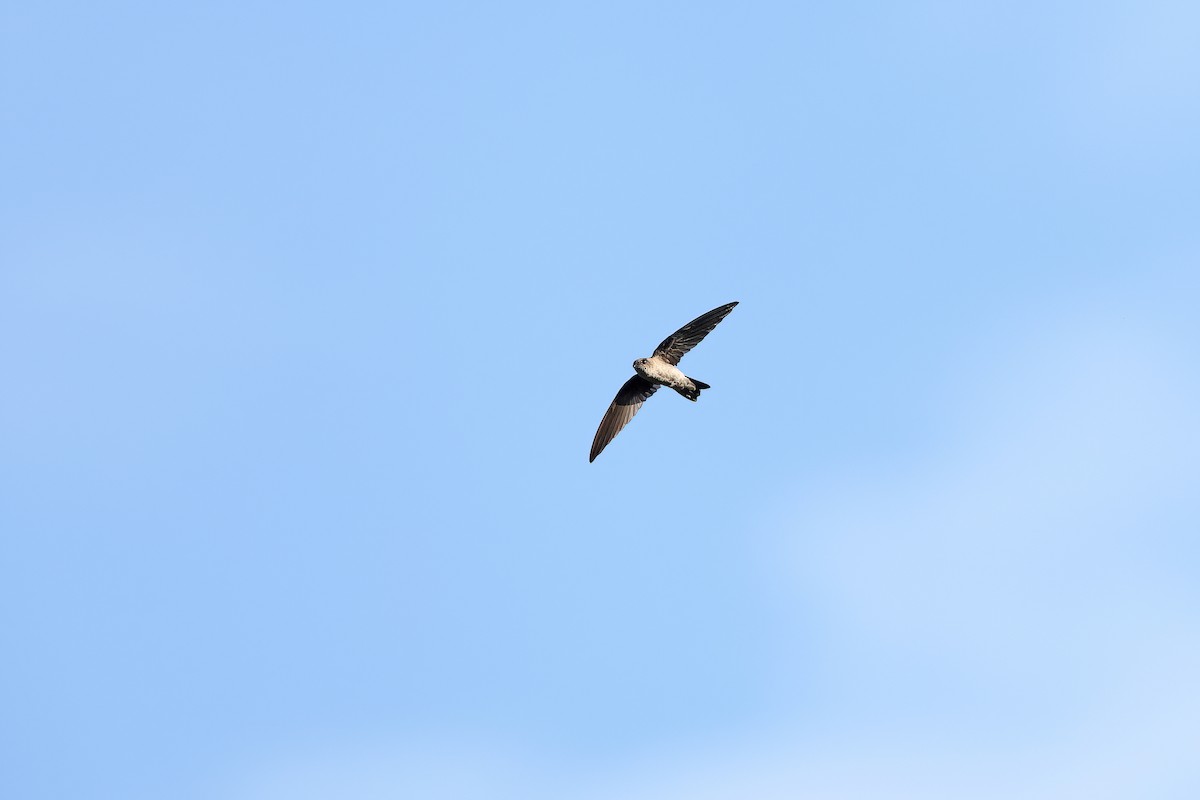 Uniform Swiftlet - ML642097894