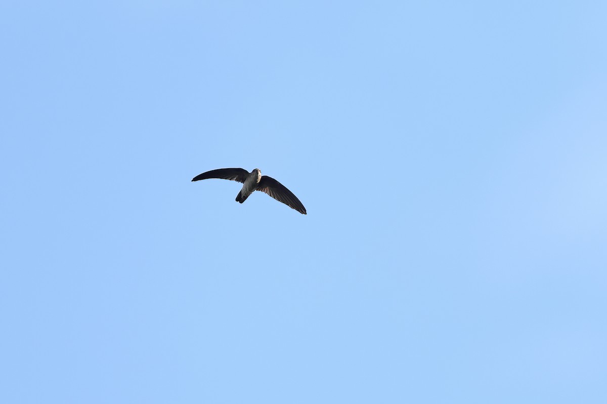 Uniform Swiftlet - ML642097895