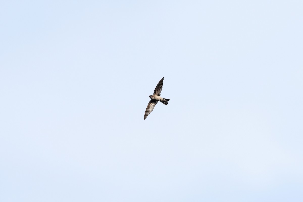 Uniform Swiftlet - ML642097896