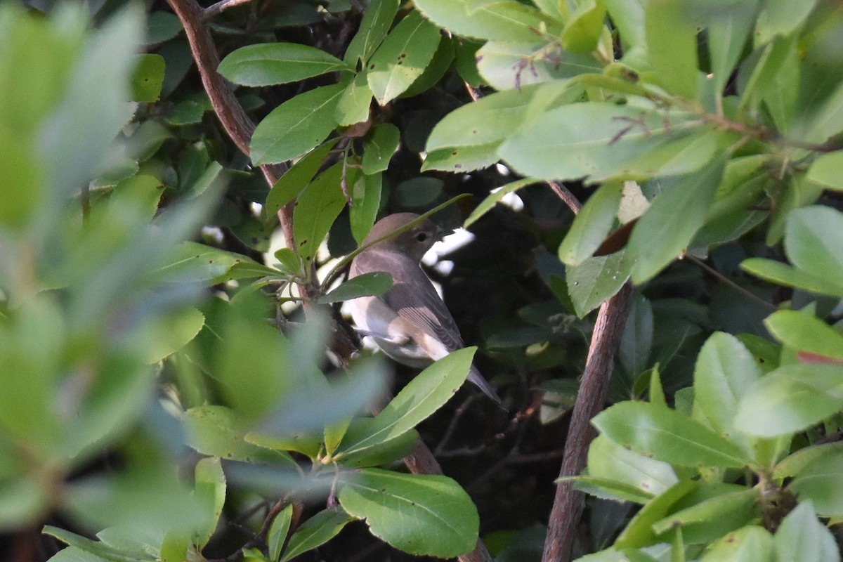 Garden Warbler - ML642097902