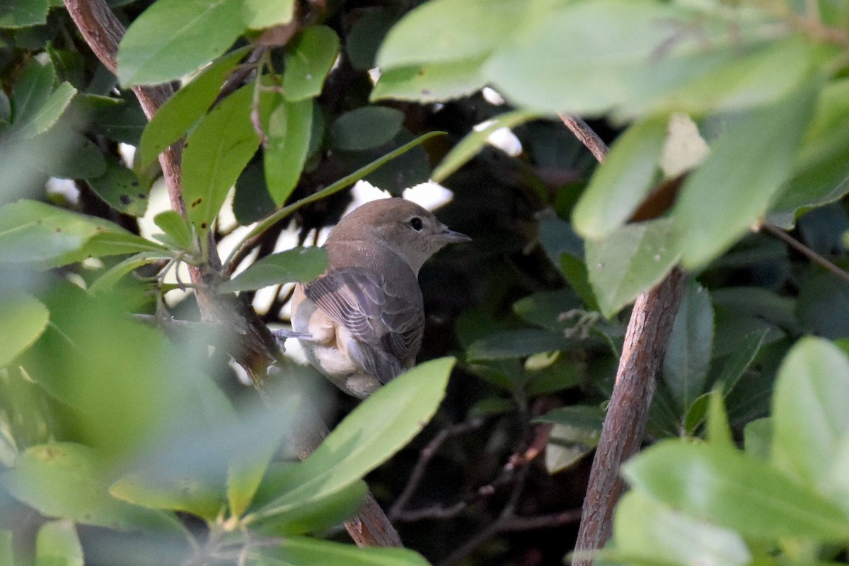 Garden Warbler - ML642097903