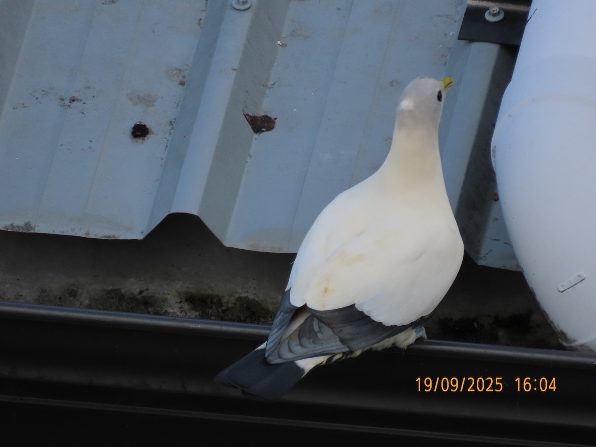 Torresian Imperial-Pigeon - ML642097909