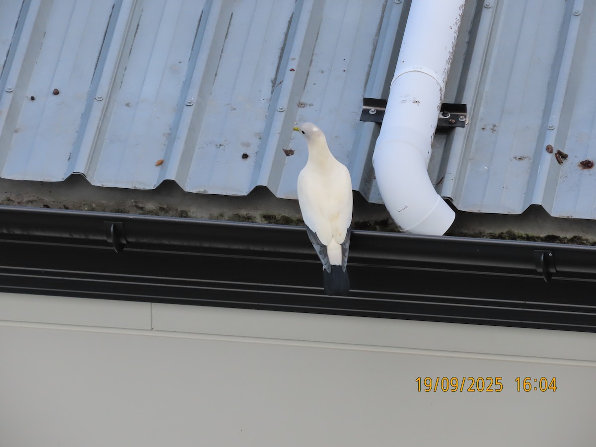 Torresian Imperial-Pigeon - ML642097911