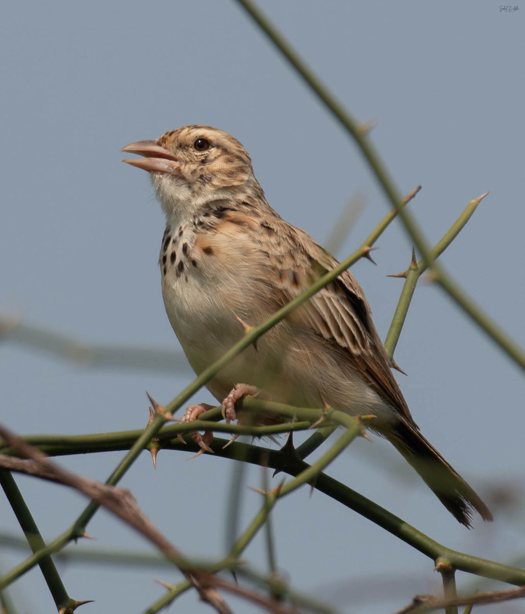 Indian Bushlark - ML642097948