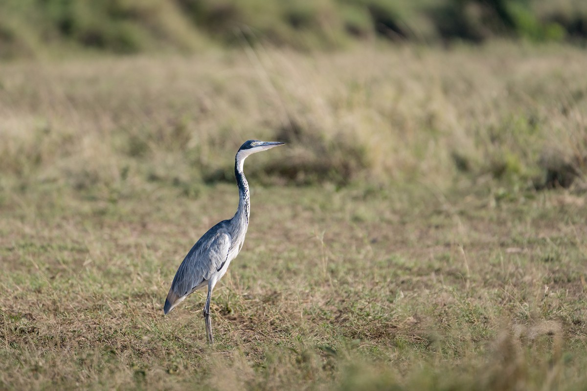Black-headed Heron - ML642097966