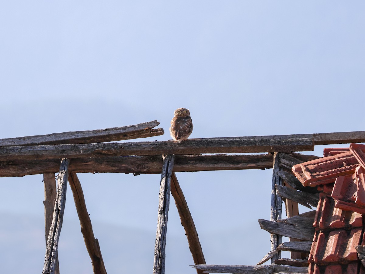 Little Owl - ML642097970
