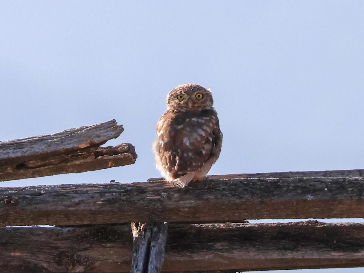 Little Owl - ML642097983
