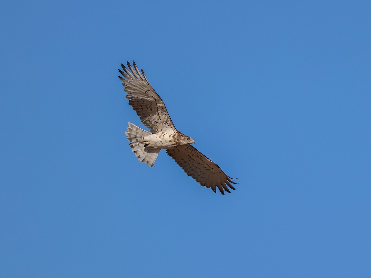 Short-toed Snake-Eagle - ML642097986